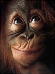 Monkey Mind at Play